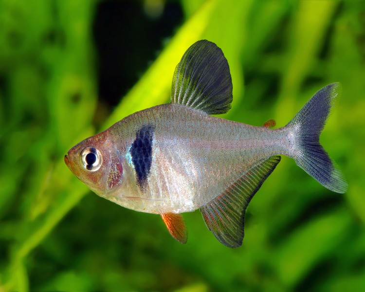 Black Phantom Tetra ~ 2cm - 3cm